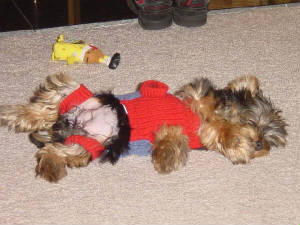 christmas2004andautumn023.jpg