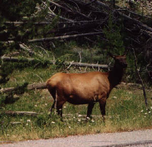 jacksonwy065.jpg