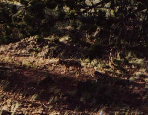 jacksonwy066.jpg