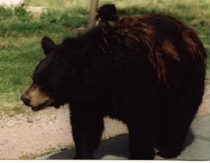 jacksonwy098.jpg